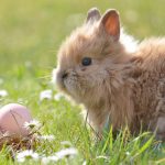 Frohe Ostern